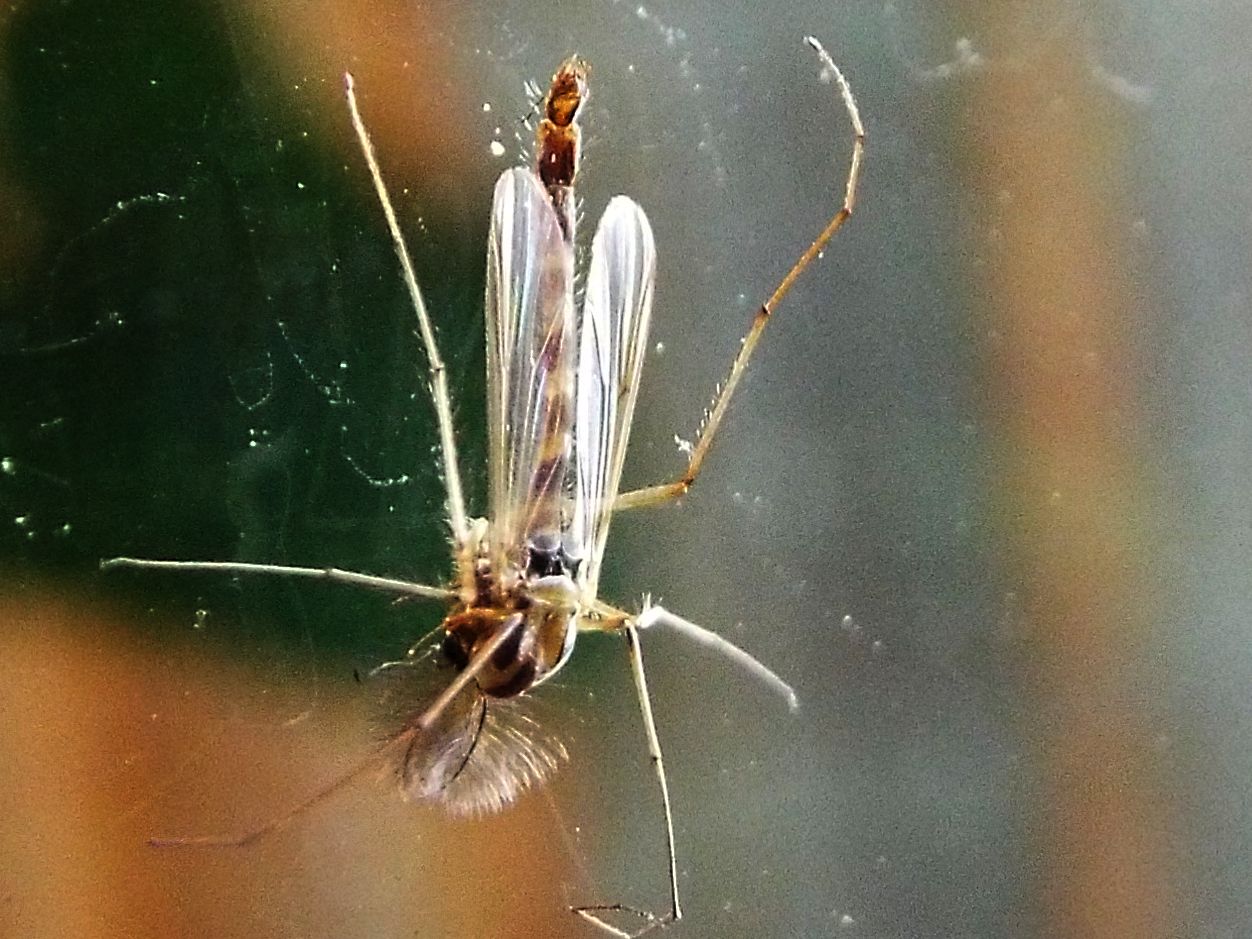maschio di Chironomidae